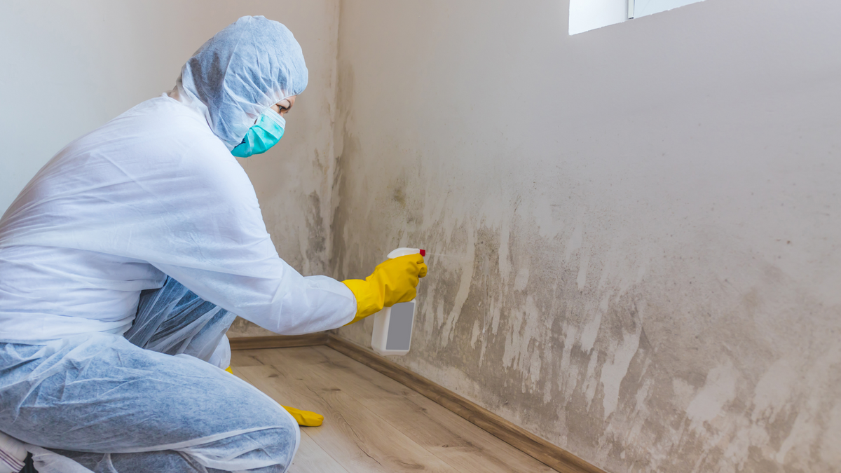 Best DIY Mold Test for a Healthy Home – All About Tidy