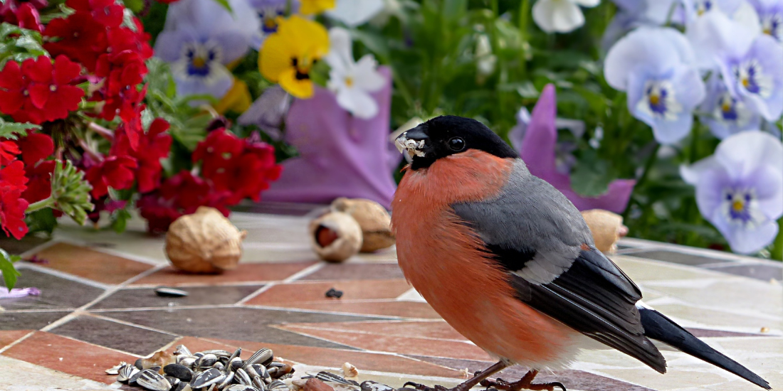 7 Easy Bird Seed Storage Tips and Ideas to Keep It Fresh – All About Tidy
