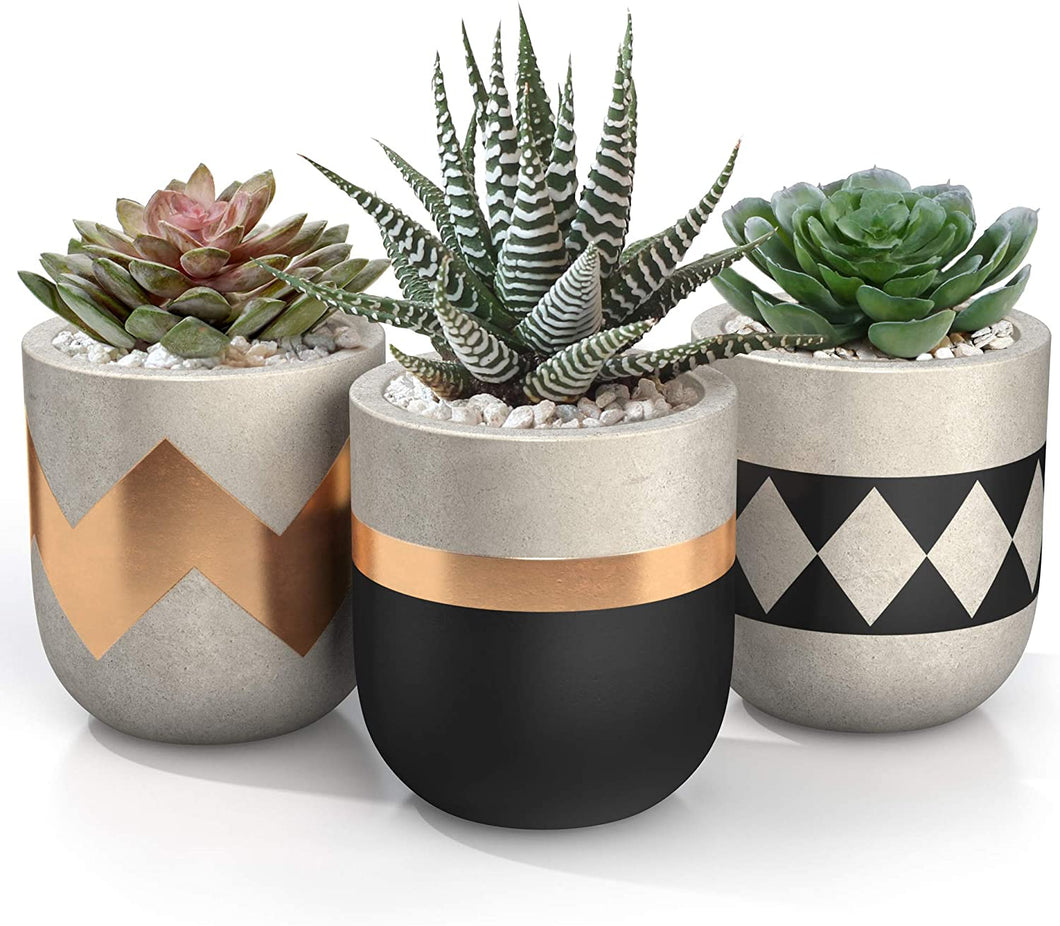 succulents in concrete pots Set of 3 Succulent Planter Pots – All About Tidy
