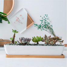 White ceramic succulent planter with bamboo tray