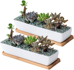 White ceramic succulent planter with bamboo tray